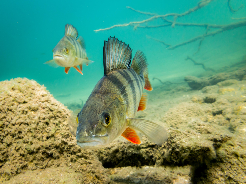 European perch (Perca fluviatilis) swimming towards camera. Underwater close-up shot.